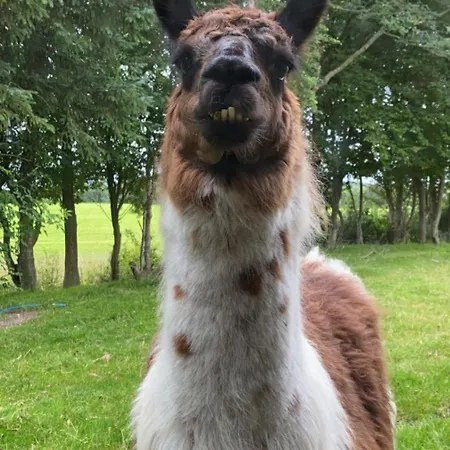 Klondike Tatil Evi *